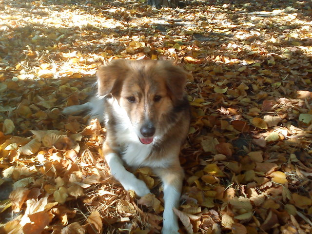Mein Timothy liebt jedes Wetter.....besonders die Sonne und Blätter ;)