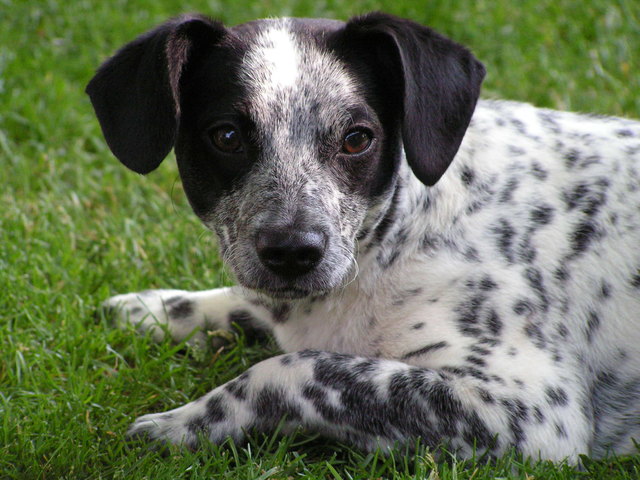 Luna meine "Enkelhündin"