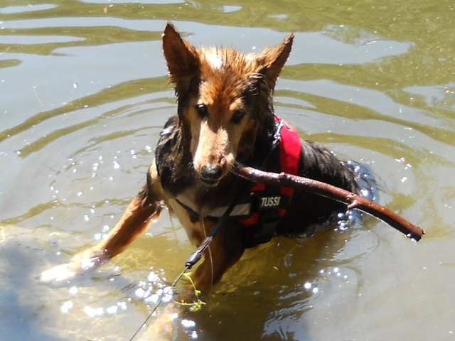 Mein letztes schwimmen Lady-wir vermissen dich sehr
