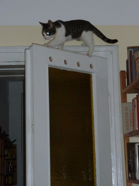 moritz erkundet die wohnung 1