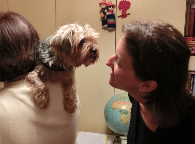 Yorkshire-Terrier "Dojan" und Susi sind gute Freunde