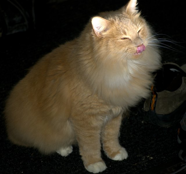 Mein Kater steht immer noch seine Zunge heraus.