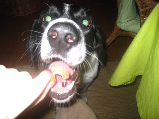 Luna liebt die Vanillekipferl!