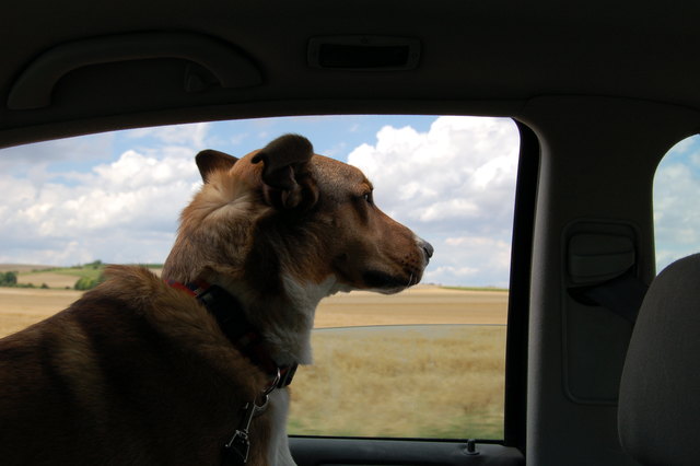 Hund "Rocco" fährt gerne mit dem Auto von Wien aufs Land.