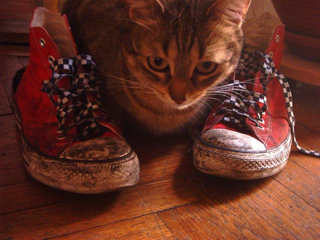 nicht nur teenager stehen auf converse