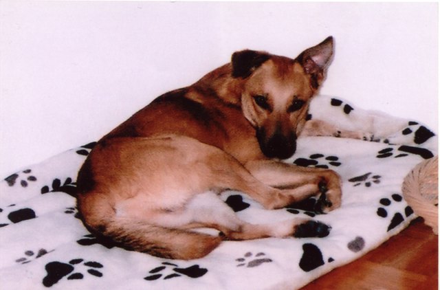 Ich heiße Roger und ich führte ein wahres "Hundeleben" im Tierheim, bis ich mein neues Frauerl, Alexandra Schrötter, gefunden habe - nun geht's mir paradiesisch!