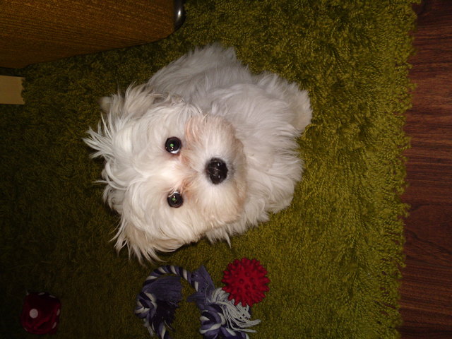 Unsere kleine Malteser-Meggy