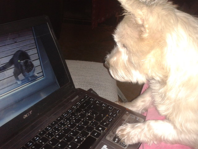 ups falsche singlebörse ;)