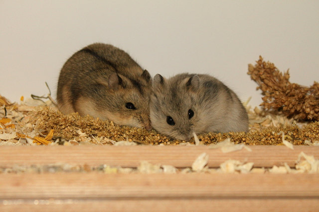 Zwerghamster Mama & Kind - Castelldefels + Almendra