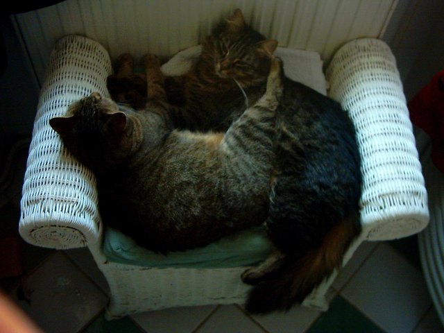 Cili und Gonci buhlen im Winter um den wärmsten Platz im Haus