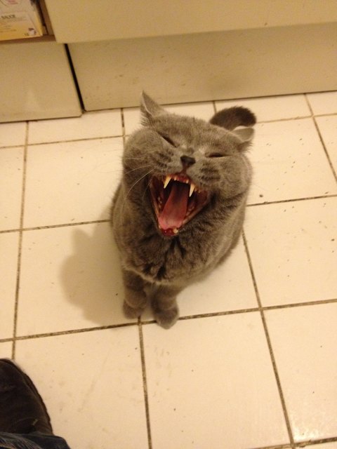 Gefährlicher Kater Ilios