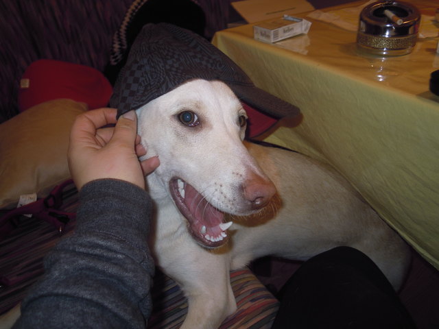 Sindy Labratorretrievermischling