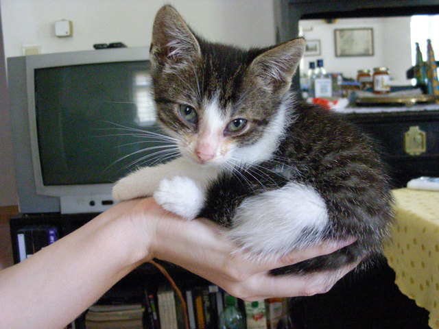 Eine Hand voll Katze :o)