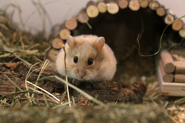 Aura ist neugierig (Campbell Zwerghamster)