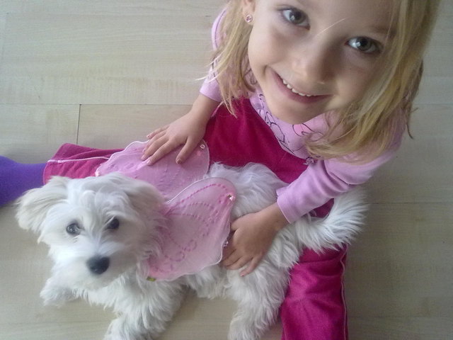 Weißer Havaneser Rango