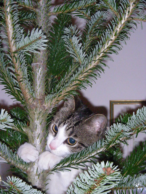 Weihnachtsüberraschung