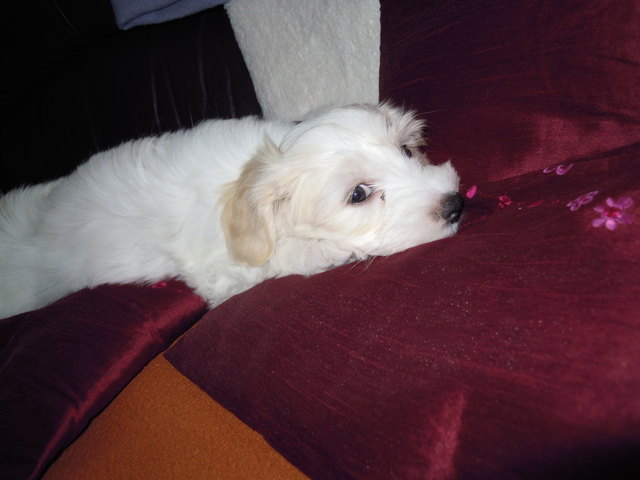 Rango Haverneser mänchen