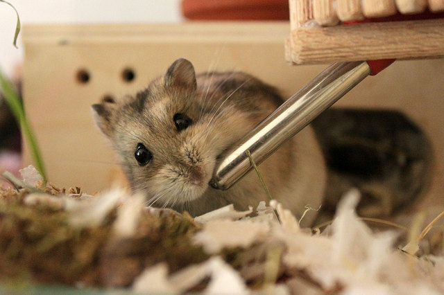 Almendra trinkt rückwärts :) (Campbell Zwerghamster)