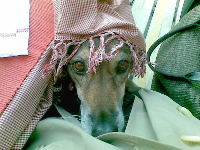 Mila singt aus Mozarts "Die Entführung aus dem Serail"