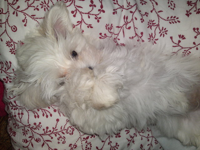 Meggy-unsere kleine Malteser