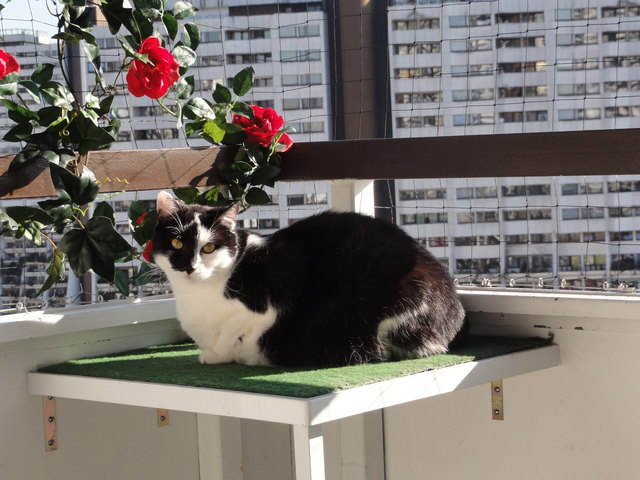 Jessy chillt in der Sonne