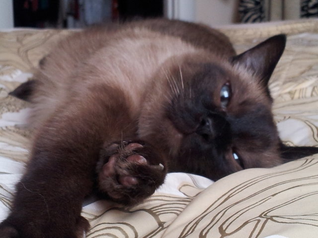 Ramses beim entspannen