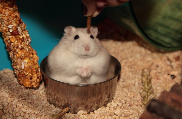 Dsungarischer Zwerghamster NANO liebt Maden über alles, und um die 300 Euro vom Megazoo könnte er sich eine Villa bauen, und bis an sein Lebensende Maden im Überfluss hamstern!!!