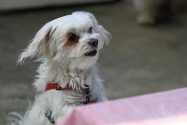 Mein kleiner Frechdachs ich liebe mein Baby