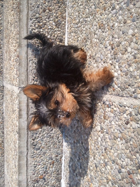 brrr * der erste Schnee ist kalt! Buddy