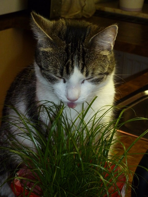 Da gibts wieder was zum kotzen