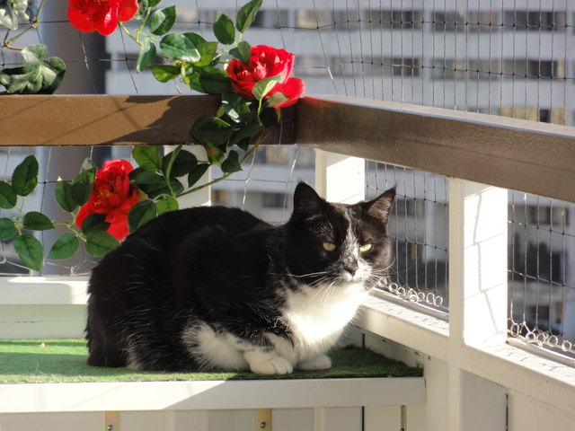 Bella liebt die Sonne