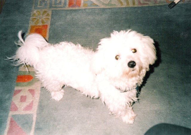 �Ich bin ein süßer Malteser. Ich bin 4 Jahre alt und heiße Timi. Ich bin sehr brav und immer freundlich