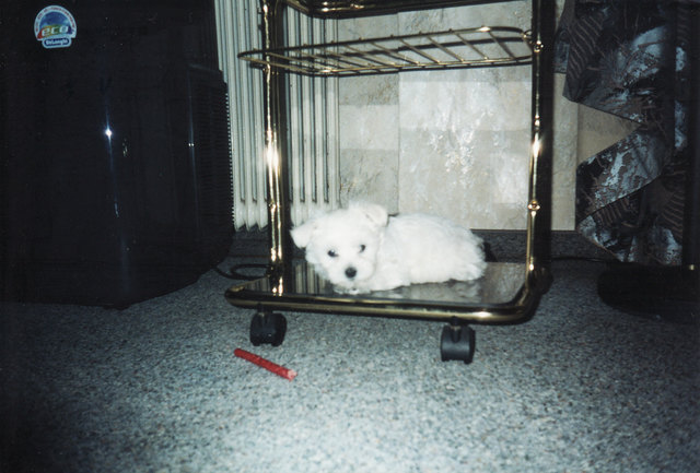 Das ist mein Malteserbaby