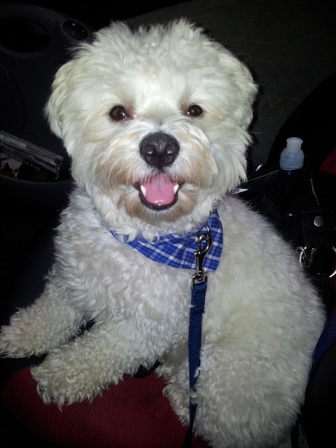 mein süßer SAM :-) !!!