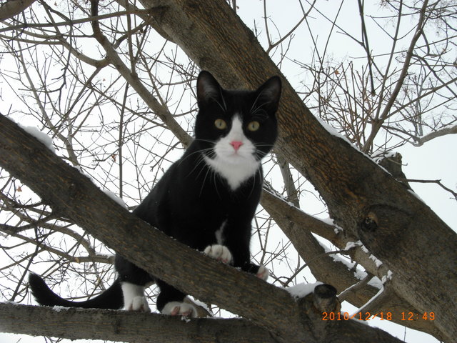 Mephisto, der Baumkater