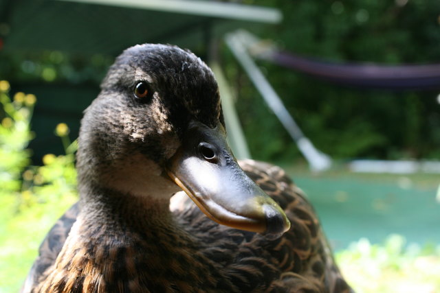 Didi Sugarduck - unsere Wildente mit ihrem großen Bruder