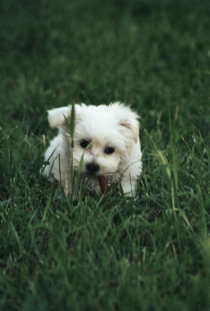 Mein jeannerl liebt die Wiese