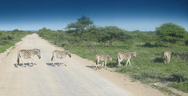 Im Etosha-Nationalpark gesehen!