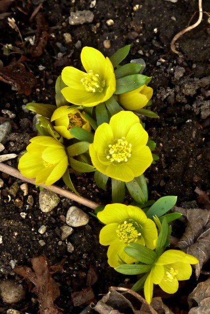 Zwar heißt er WINTERling, aber er ist dennoch einer der Allerersten, die vom nahenden Frühling künden.