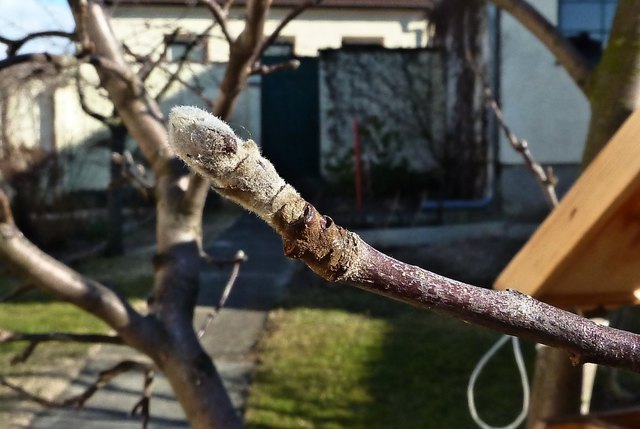 Den Winterpelz hat die Knospe sicher gut brauchen können. Nun ist es aber an der Zeit, ihn abzulegen..