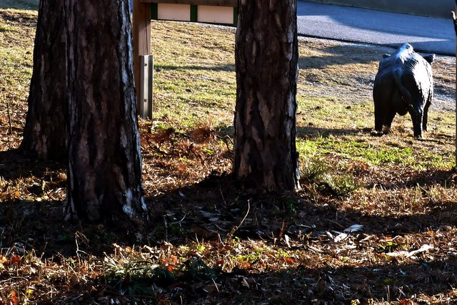 ..die 'falsche Sau' ist erstens nicht echt, heißt zweitens Winnie und soll drittens die Besucher des Walderlebniswegs bei Hornstein im Burgenland begleiten.