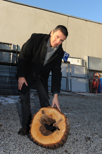 Total hohl: Bauhofleiter Bernhard Feurer zeigt einen kaputten Baum aus dem Park.