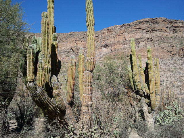 Baja California .... eine Wüste zum verlieben!