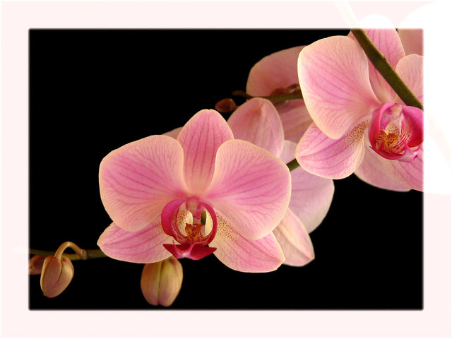 Phalaenopsis