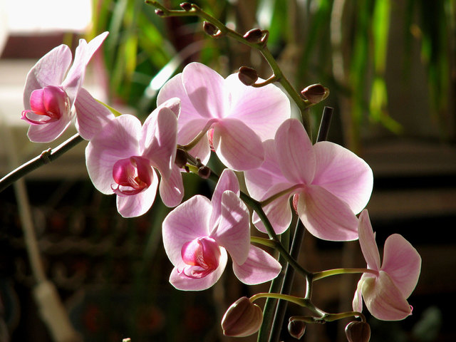Phalaenopsis