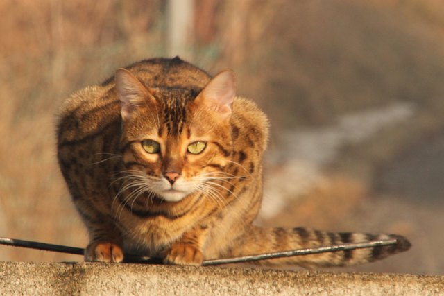 Siri ist eine Bengalkatze