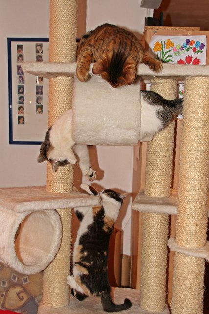 von oben nach unten:Siri oben, Balu und Baby Fee