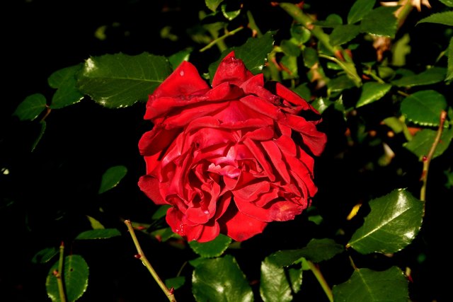 Alte Aufnahme vom unserer Blumenbeet