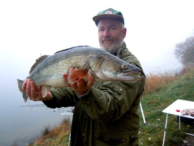 Zander mit 80 cm.