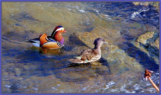 Mandarin Entenpaar auf Hochzeitsreise